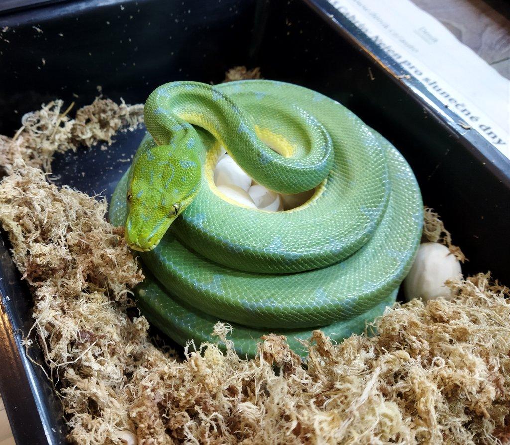 Morelia viridis Lereh