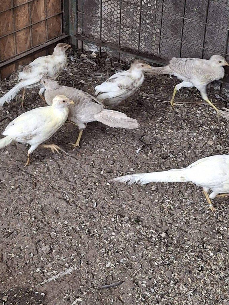 Bažant broskvový zlatožlutý