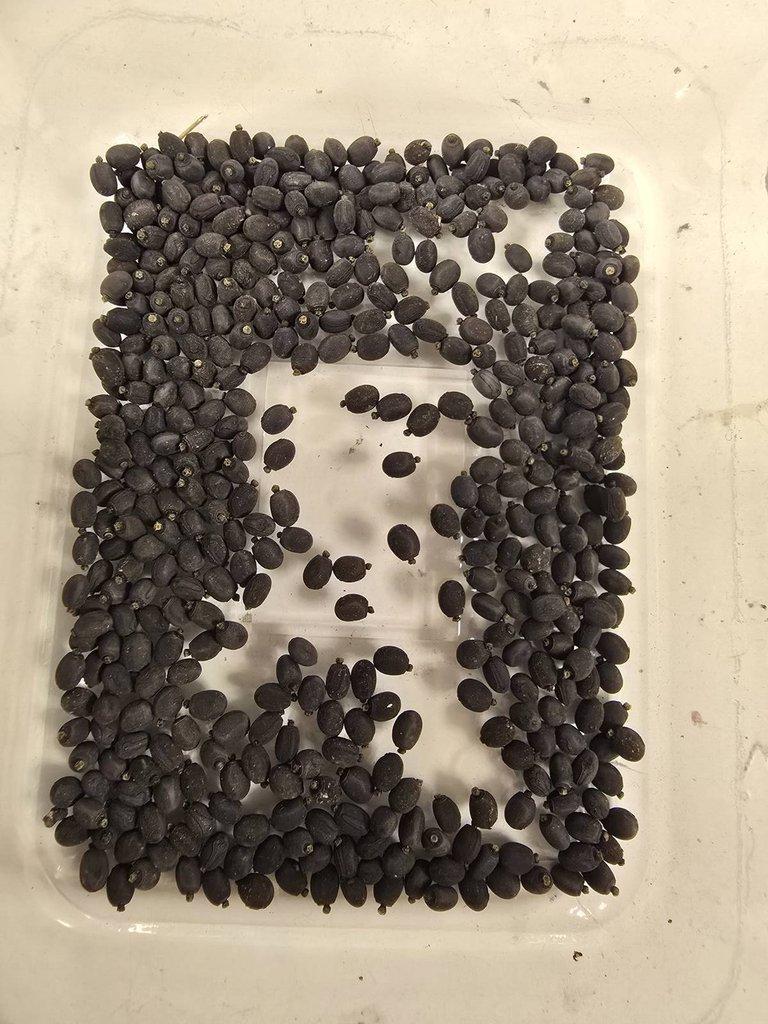 ACROPHYLLA WUELFINGI!!! vajíčka