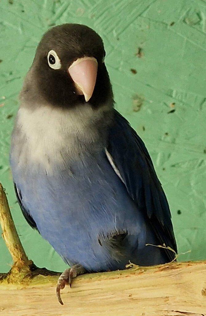 Agapornis hnědohlavý - různé mutace