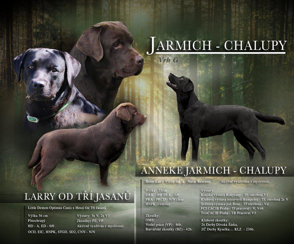 Labradorský retrívr štěňe s PP - holky i kluci