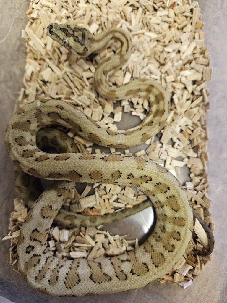 Morelia spilota caramel jaguar