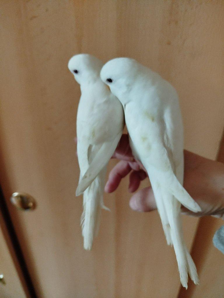 Prodám mladé andulky po vylétnutí z budky