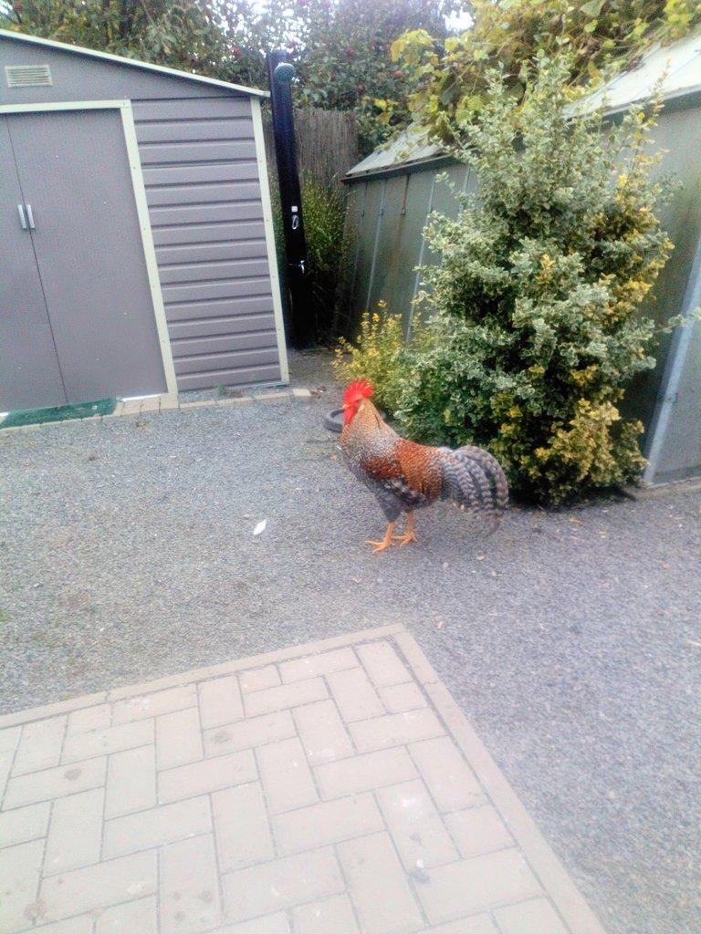 Koupím kohouta vlašky rodovarve i starší kus