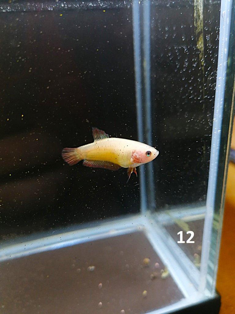 Betta Splendens - Samci