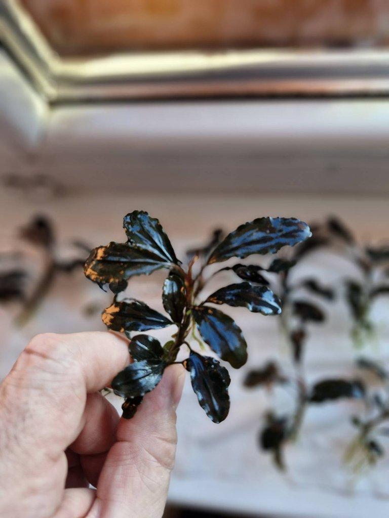 Bucephalandra dark blue