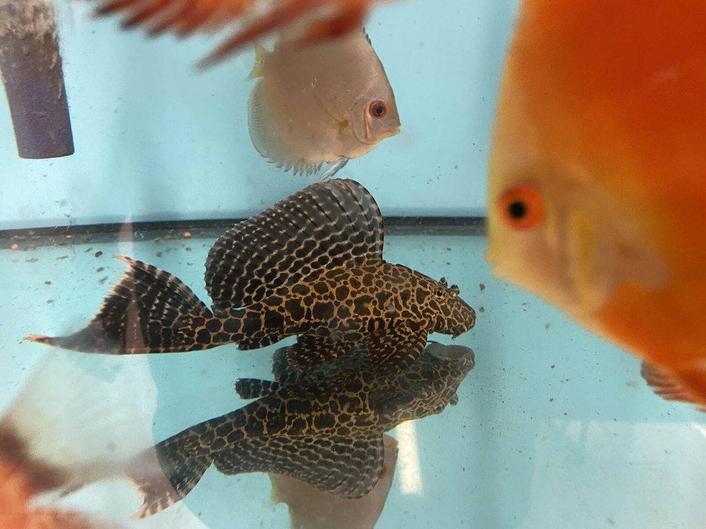 Glyptoper velkoploutvý L 165 - Glyptoperichthys gibbiceps