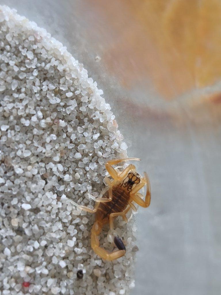 Leirus quinquestriatus