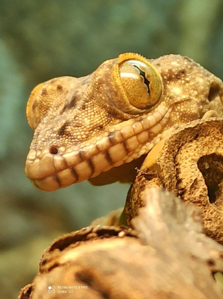 Blaesodactylus boivini