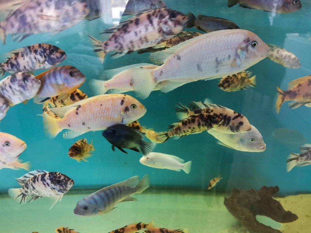 TLAMOVCI MALAWI CHOMUTOV + Mražené krmivo ARTEMIE, KORETRA, SERA FLORA