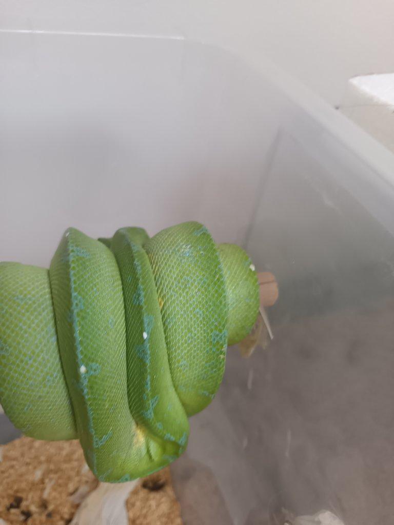 1.1 Morelia viridis sorong