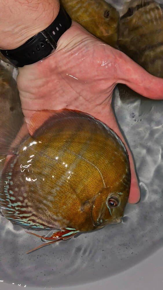 Prodej terčovců, L-sumců, skalár, rejnoků a jiných ryb