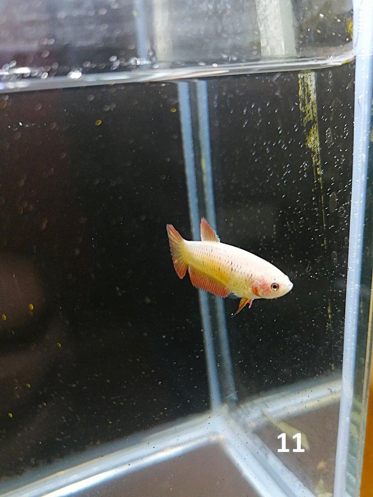 Betta Splendens - Samci