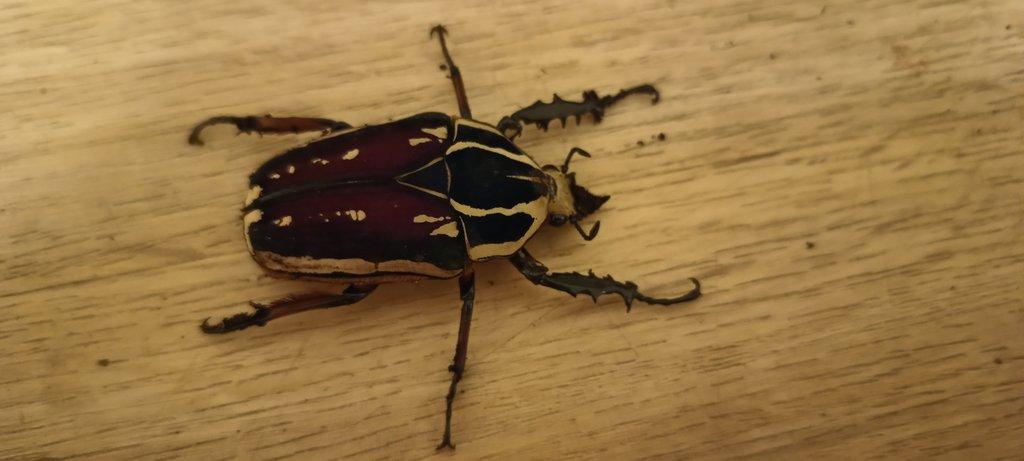 Mecynorrhina torquata ugadensis