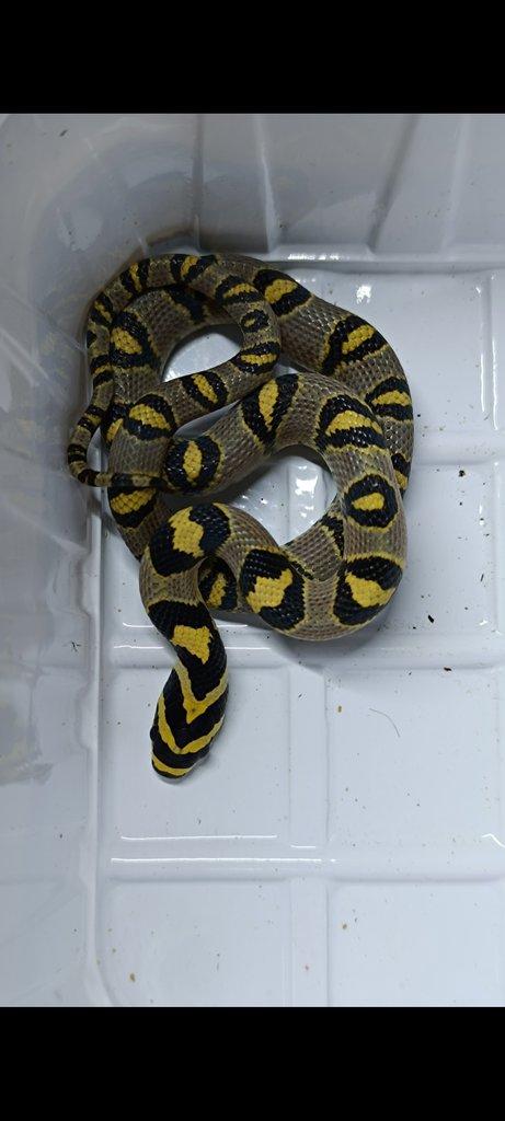 V. macraei, T. chazaliae, E. mandarinus