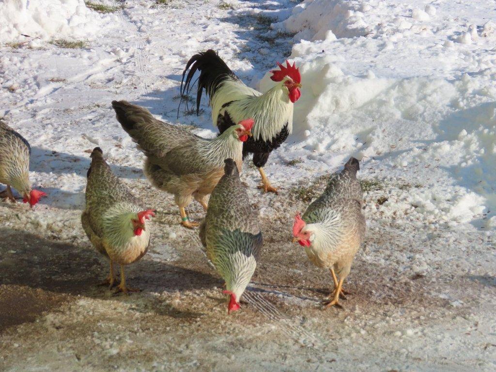 Vlaška stříbrně zbarvená - násadová vejce