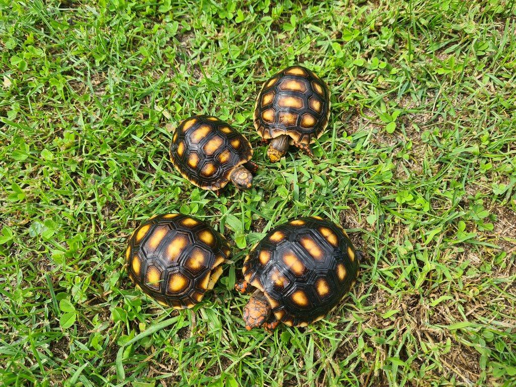 Želva uhlířská - Chelonoidis carbonaria