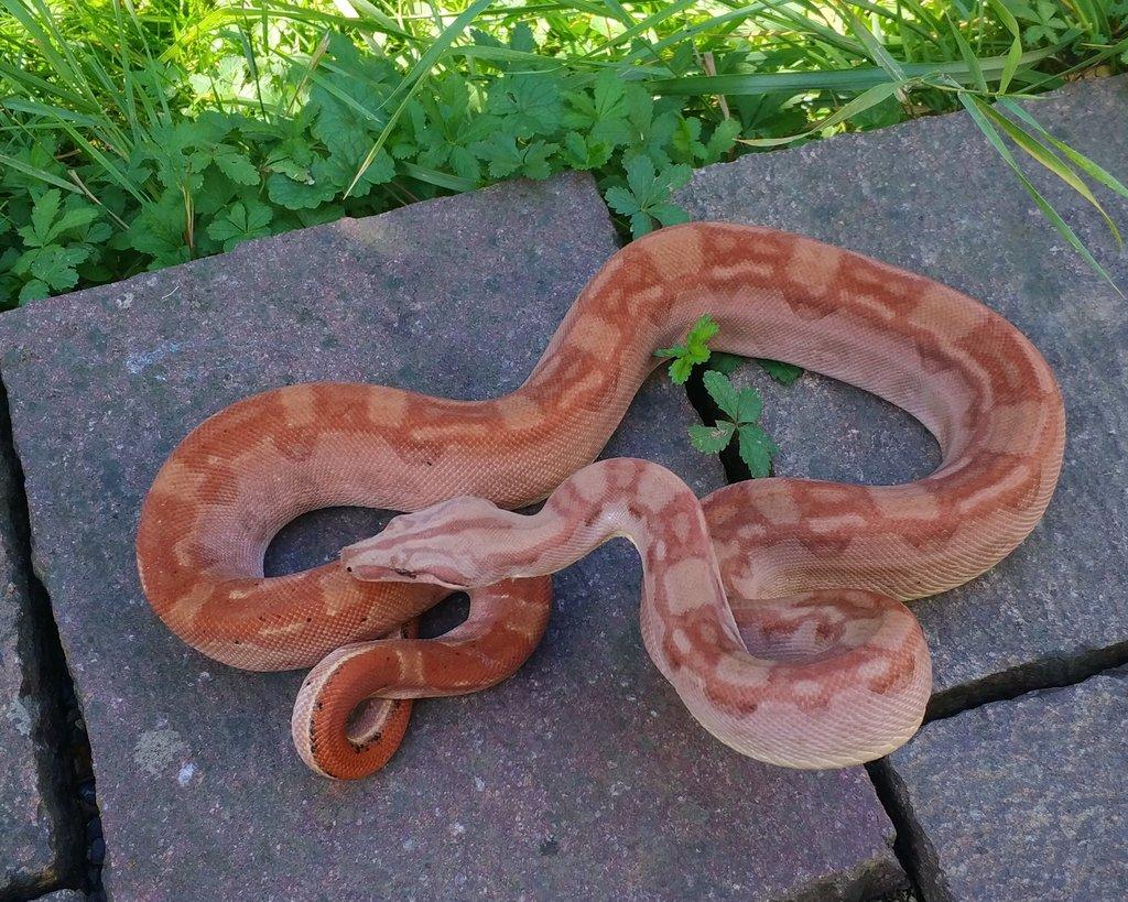 Boa imperator - Keltic VPI Sunglow, Aztec VPI Sunglow
