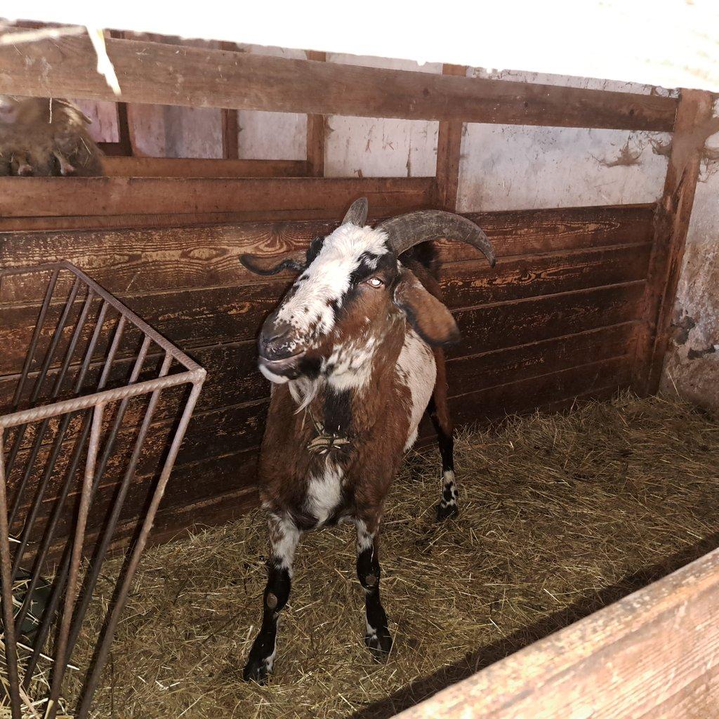 8 letý kastrovaný kozel