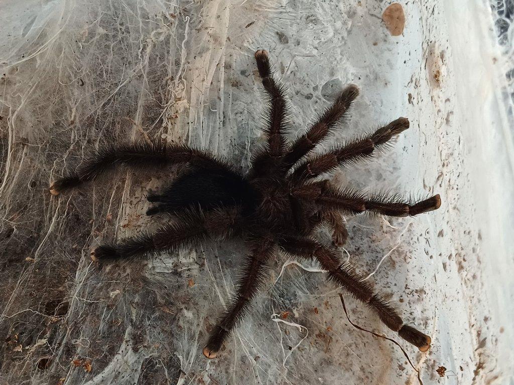 Avicularia purpurea - samec.