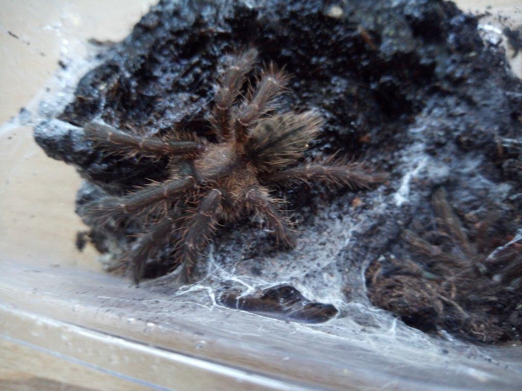 Ornithochoninae sp.Phan Cay red
