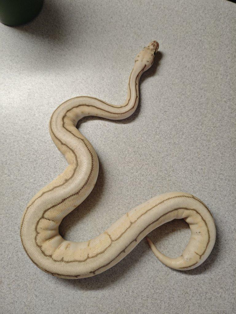 Prodám krajtu královskou