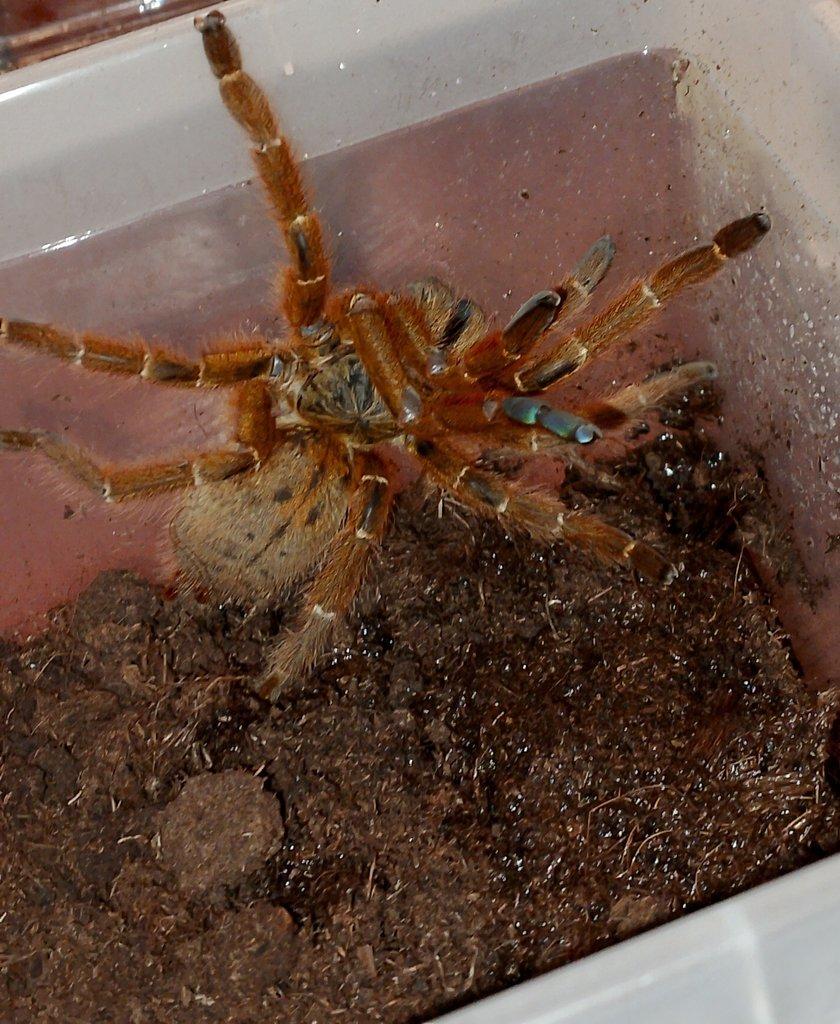 Samice (H. Maculata, P. murinus RCF)