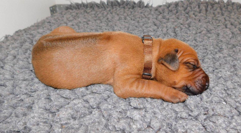 Rhodéský ridgeback - štěňátka s PP