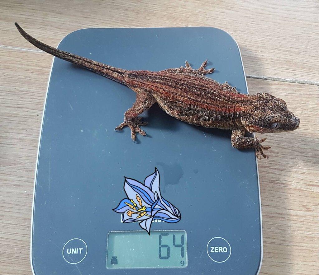 Rhacodactylus auriculatus - chovná samice
