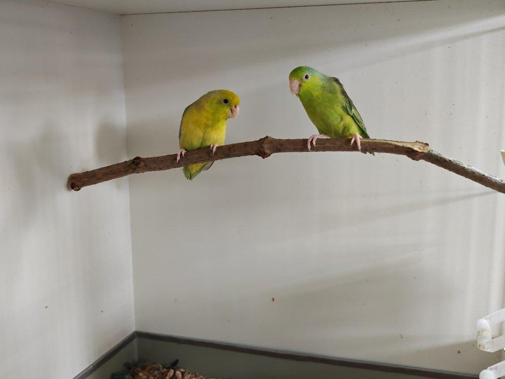 Papoušíček šedokřídlý