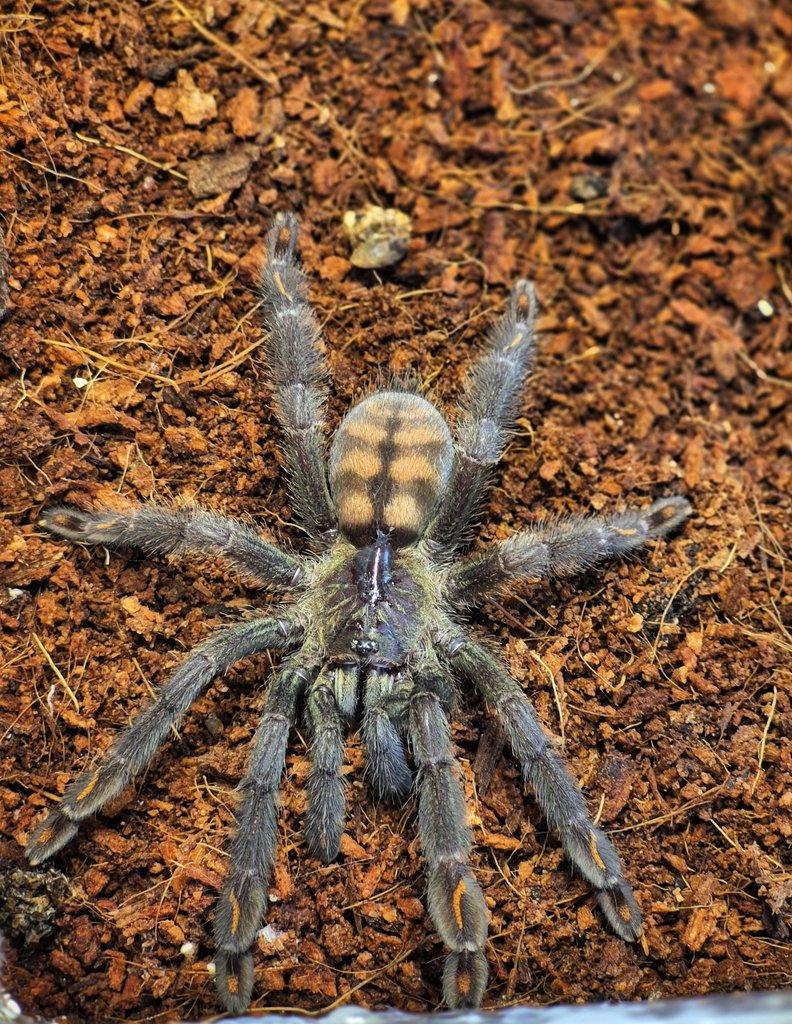 Psalmopoeus irminia