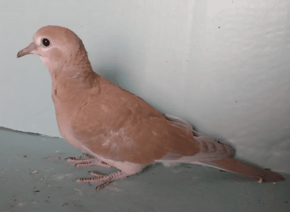 Hrdlička chechtavá - různé barvy