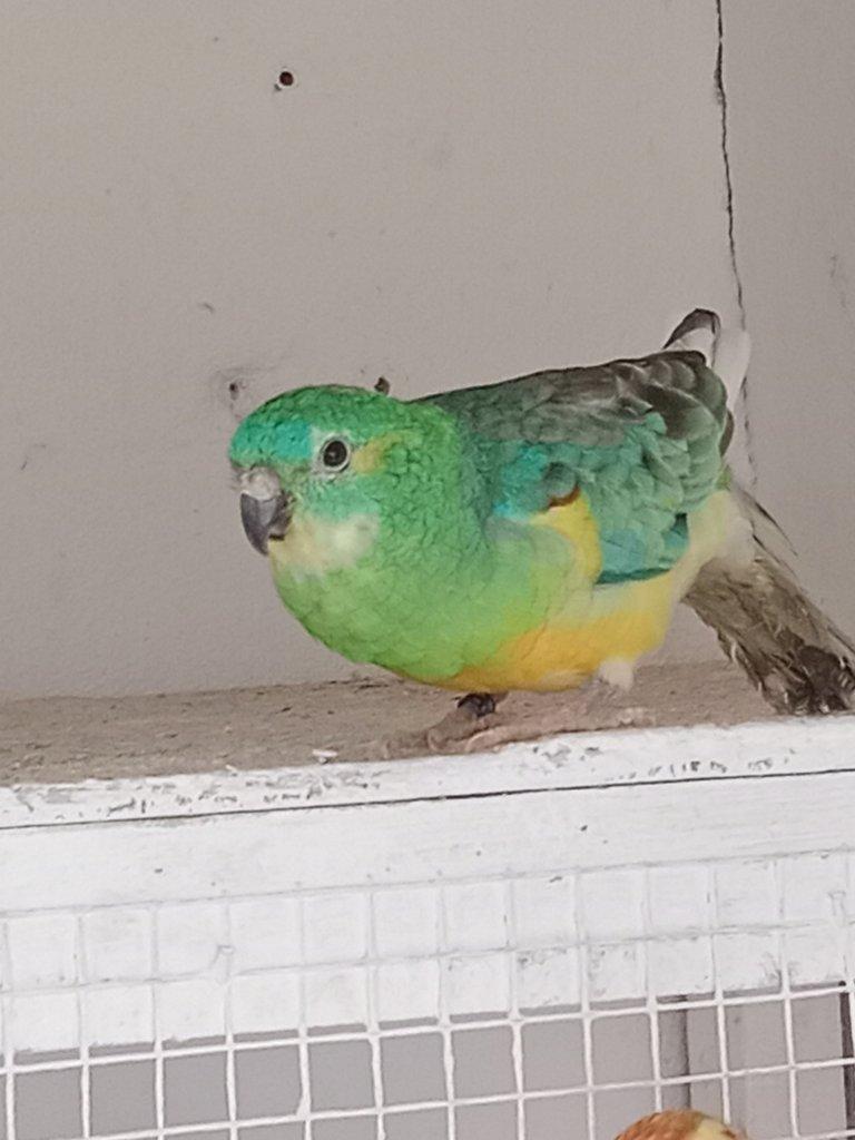 Prodám  papoušek zpěvavý