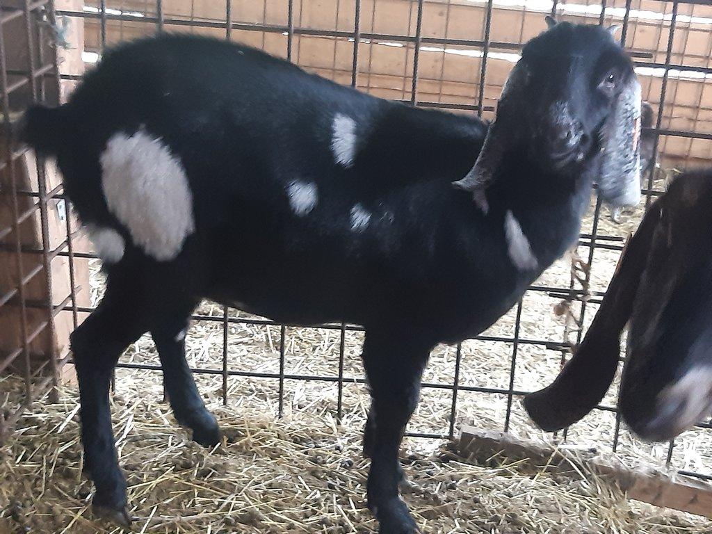 Anglonubijská koza 100% bez POP