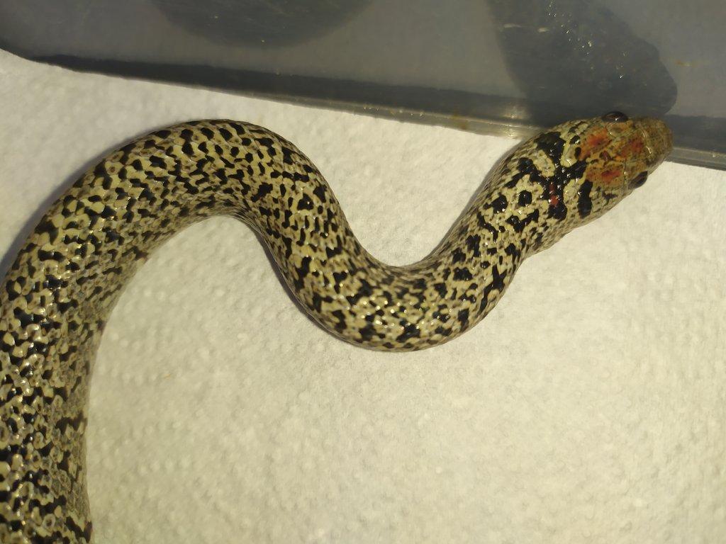 Lampropeltis mexicana ultra granit 1,0
