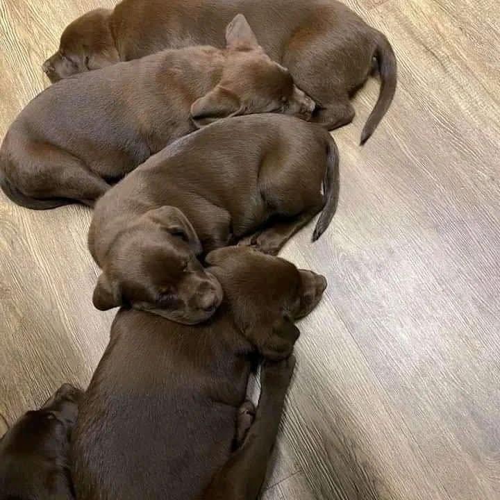 Roztomilý labradorský retrívr