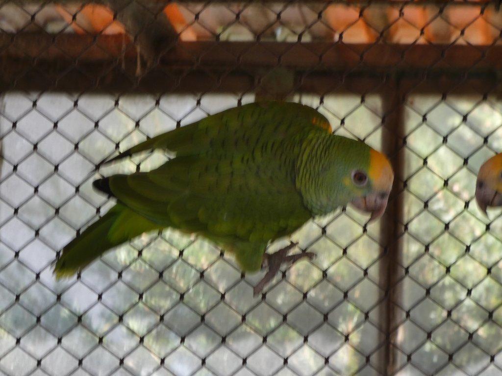 Amazoňan žlurtoramenný /Amazona barbadensis/