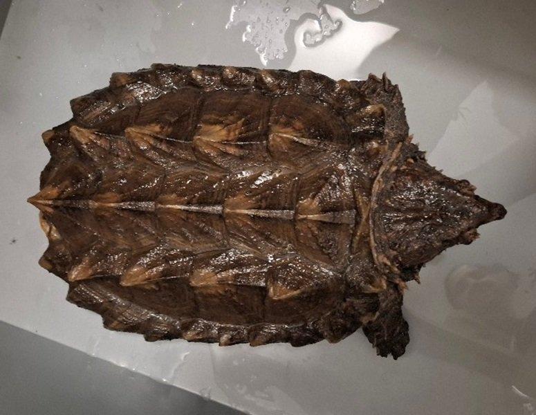 Prodám kajmanky supí