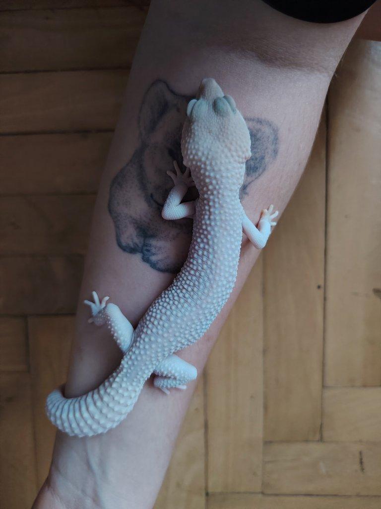 Gekončík noční - SAMEC