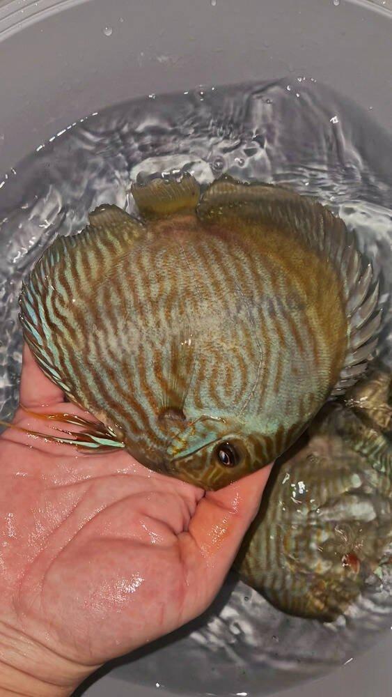 Prodej terčovců, L-sumců, skalár, rejnoků a jiných ryb