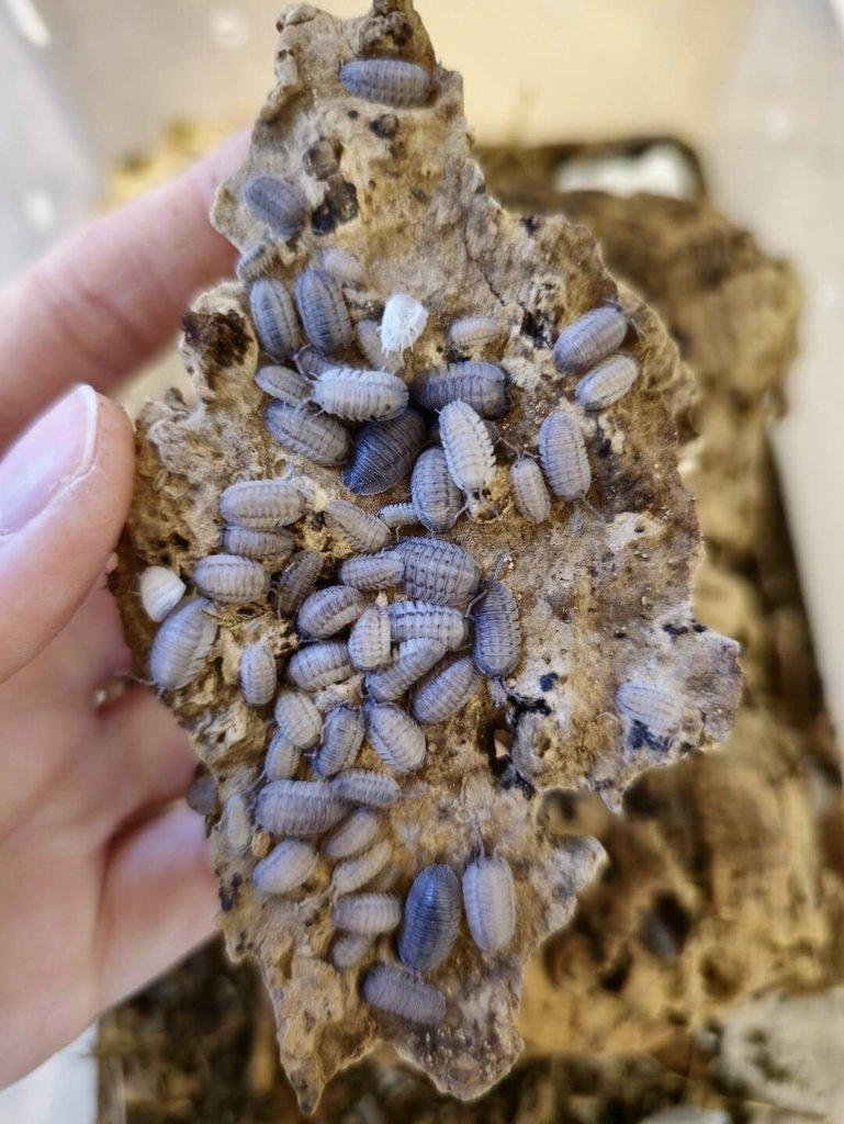 Isopody Armadillidium peraccae