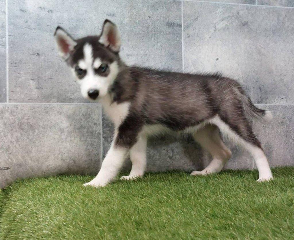 Sibiřský husky štěňata na prodej~