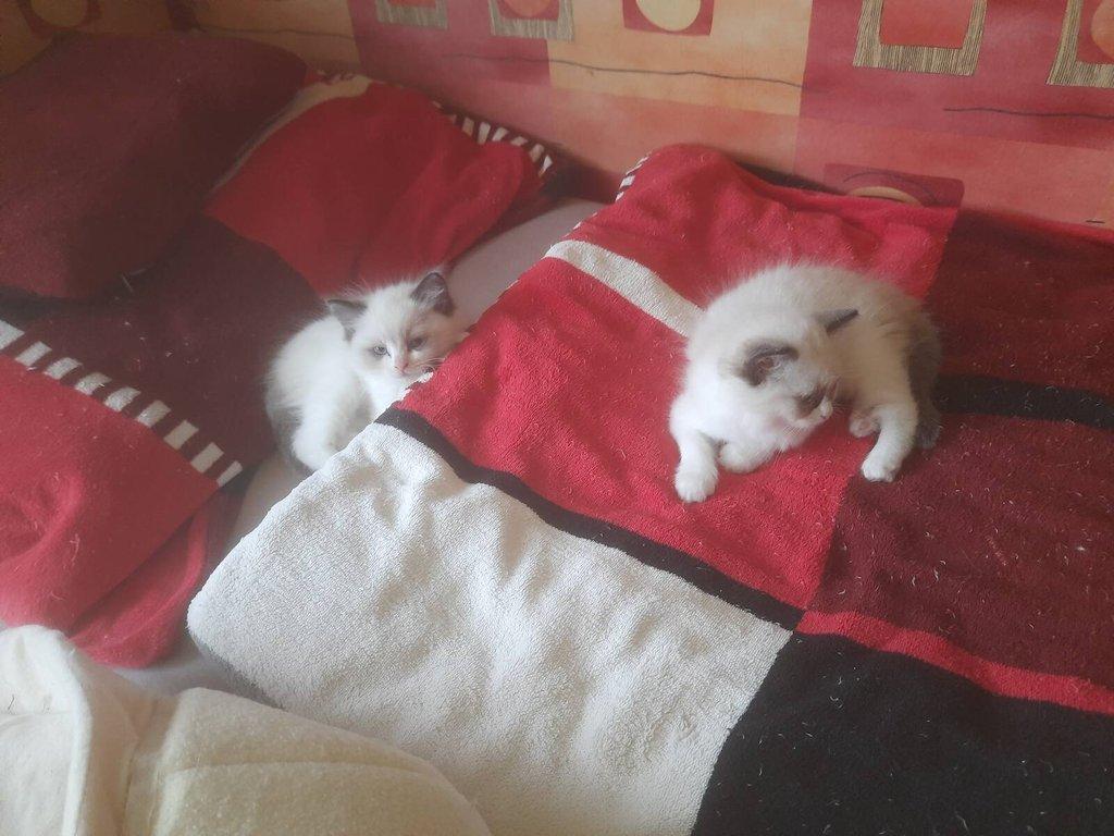 Ragdoll