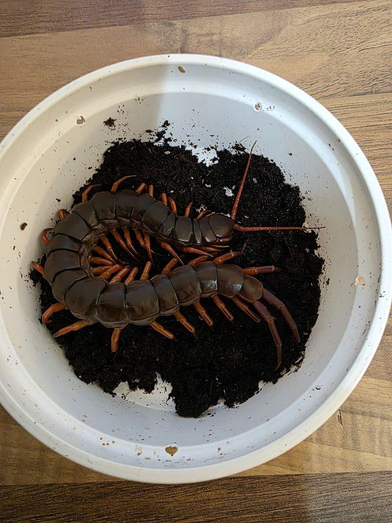 Scolopendry-obrovské stonožky