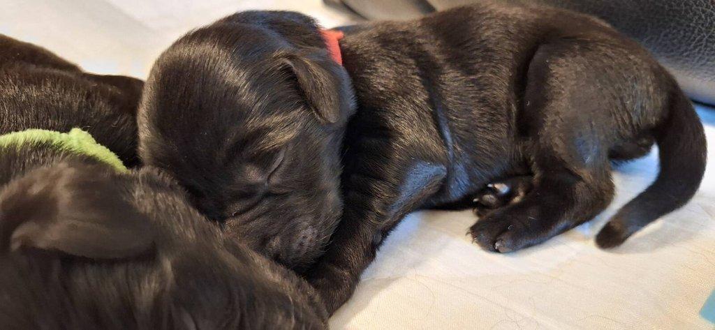 Flat Coated Retriever - štěňátka s PP + možnost výcvikových a socializačních lekcí zdarma