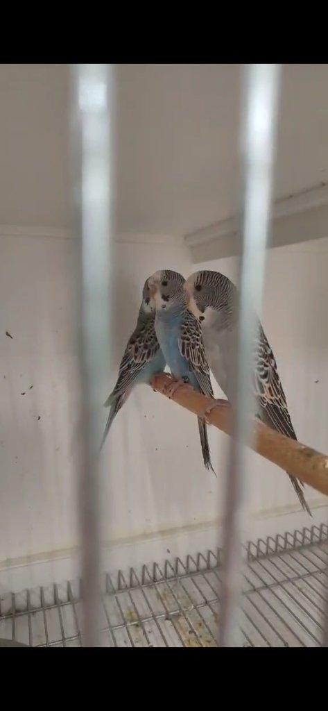 Andulky  blackface blackwing