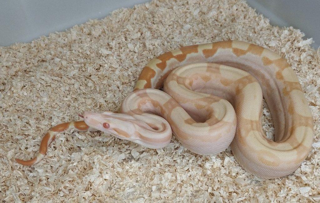 Boa imperator - Hypo Arabesque Keltic het Sharp Albino