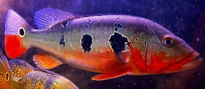 Prodej terčovců, L-sumců, skalár, rejnoků a jiných ryb