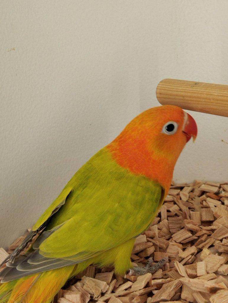 Agapornis fischeri s /DNA/ Jižní Čechy