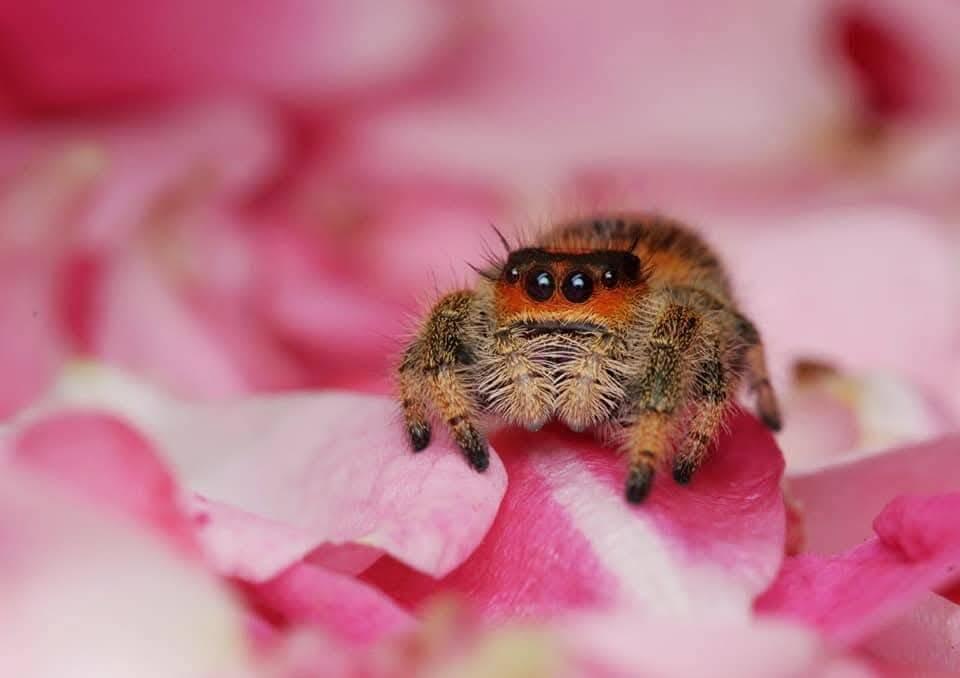 Phidippus regius Everglades, skákavka královská